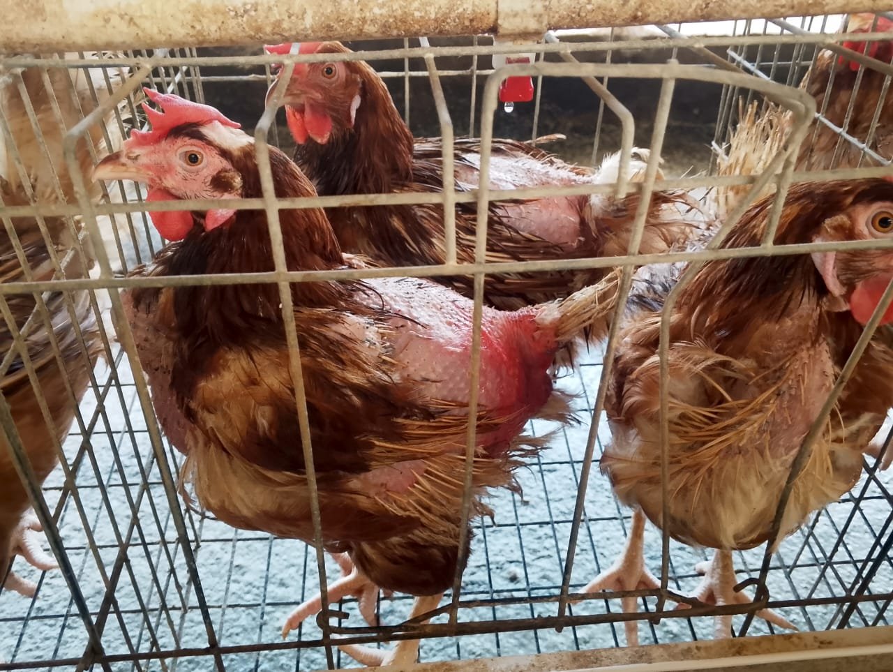 chicken image 1