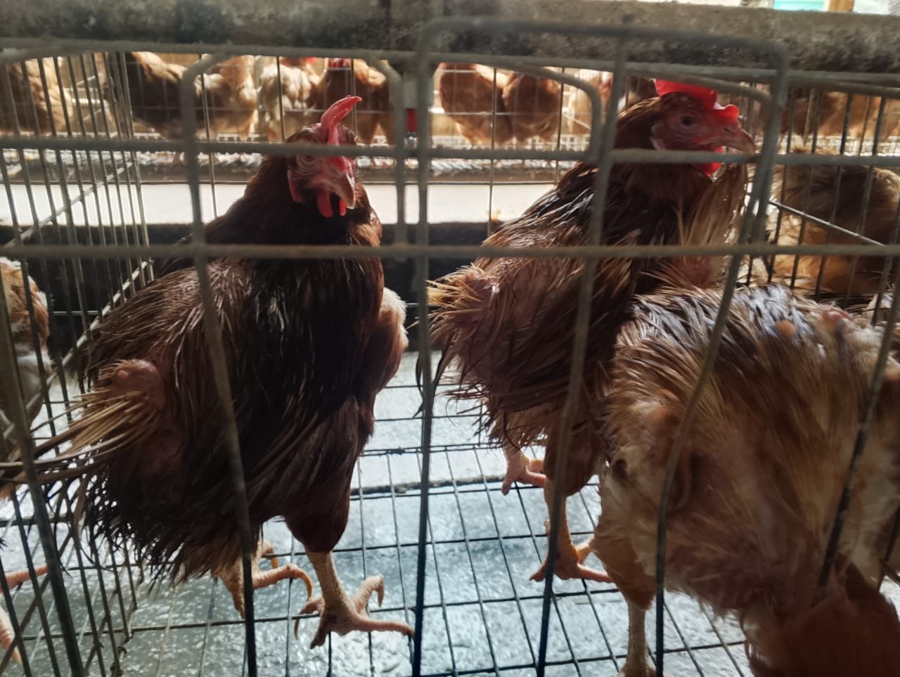 chicken image 2