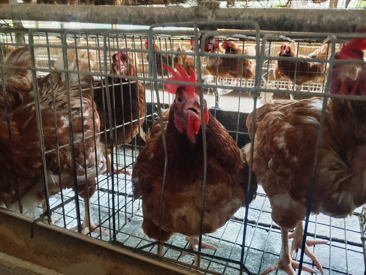 chicken image 3