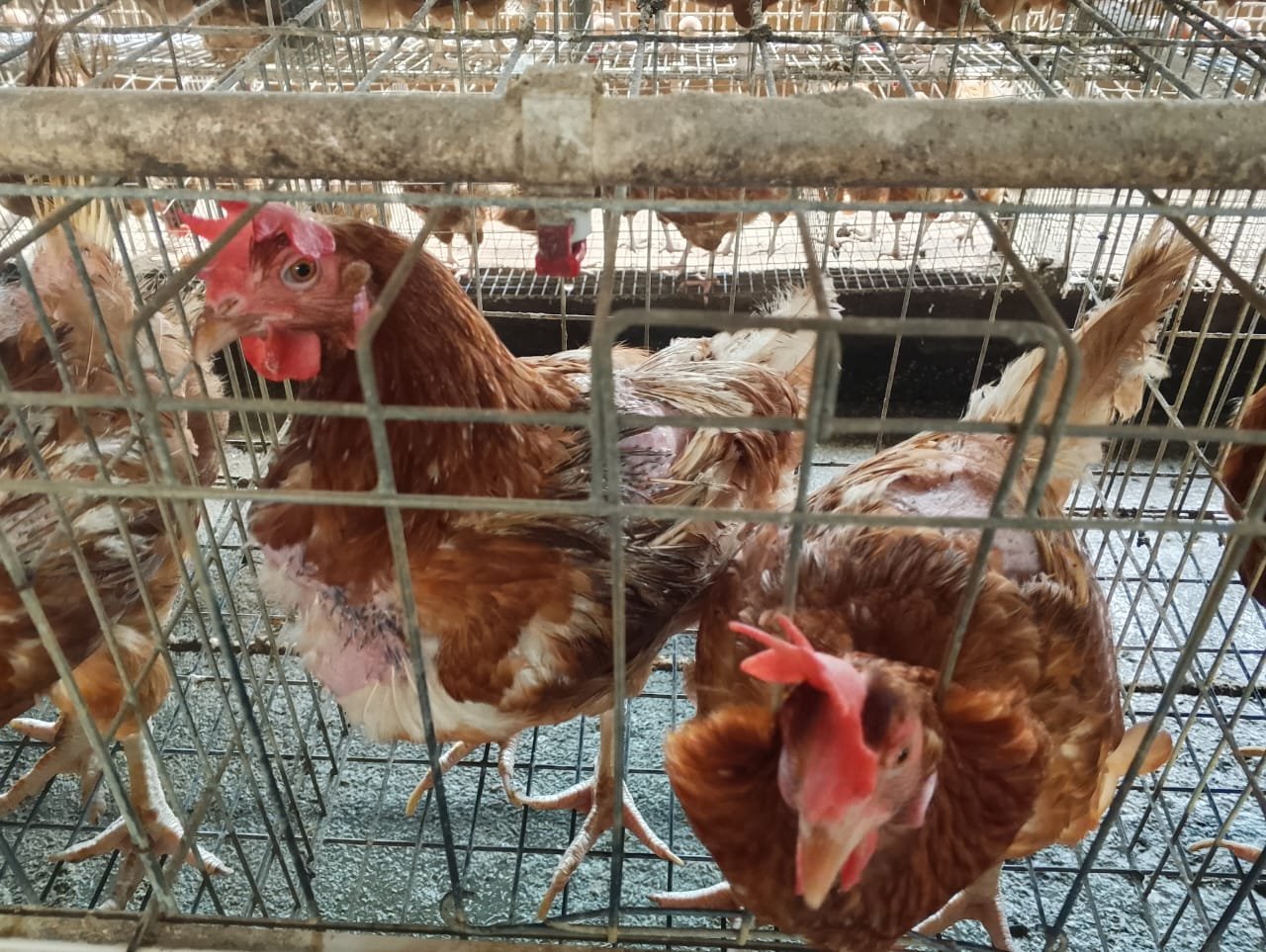chicken image 4