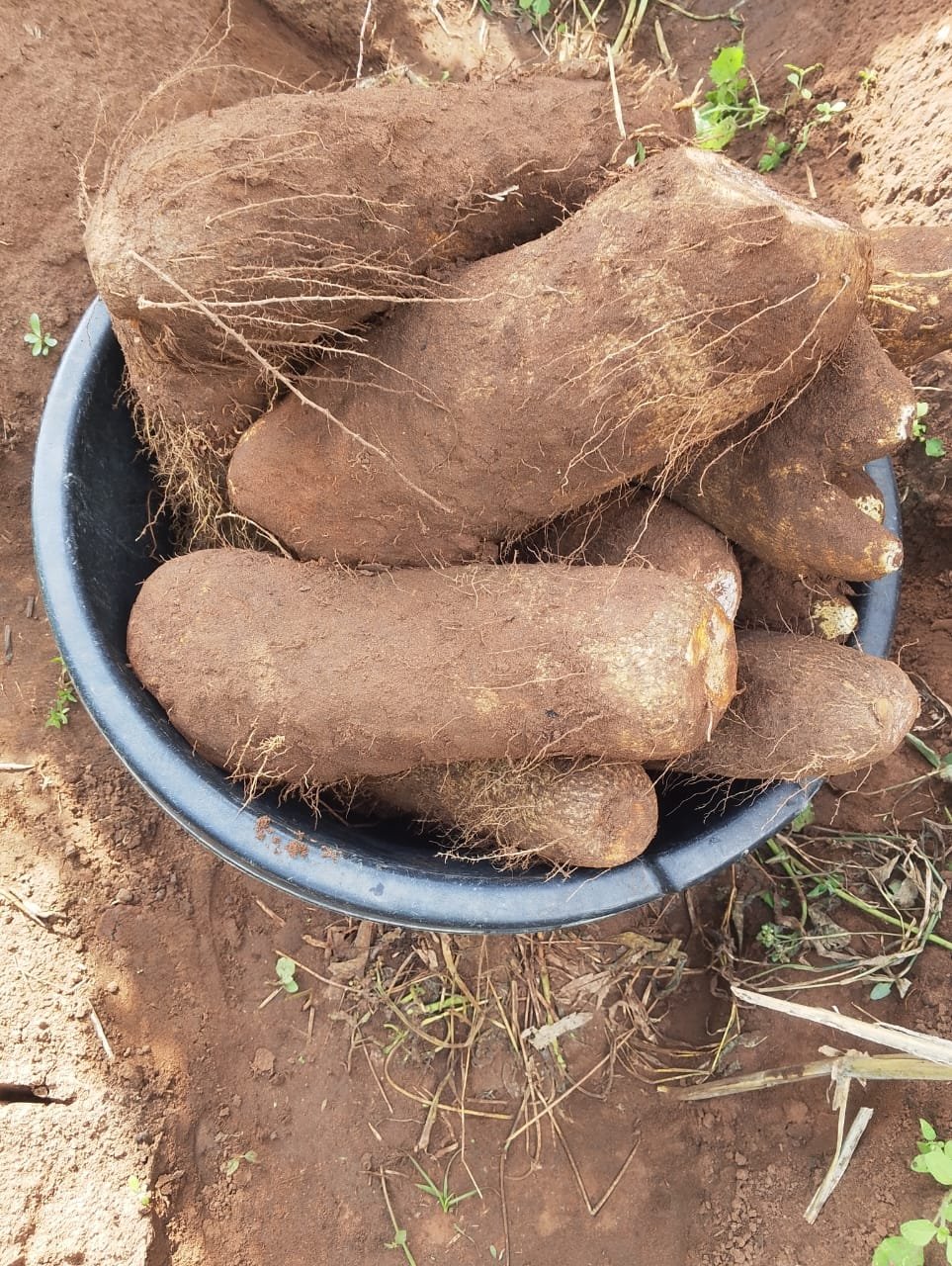 yam image 1